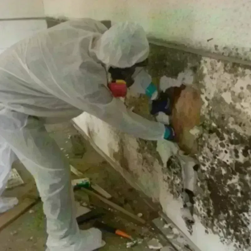 Mold Remediation and Removal in Dexter, NY